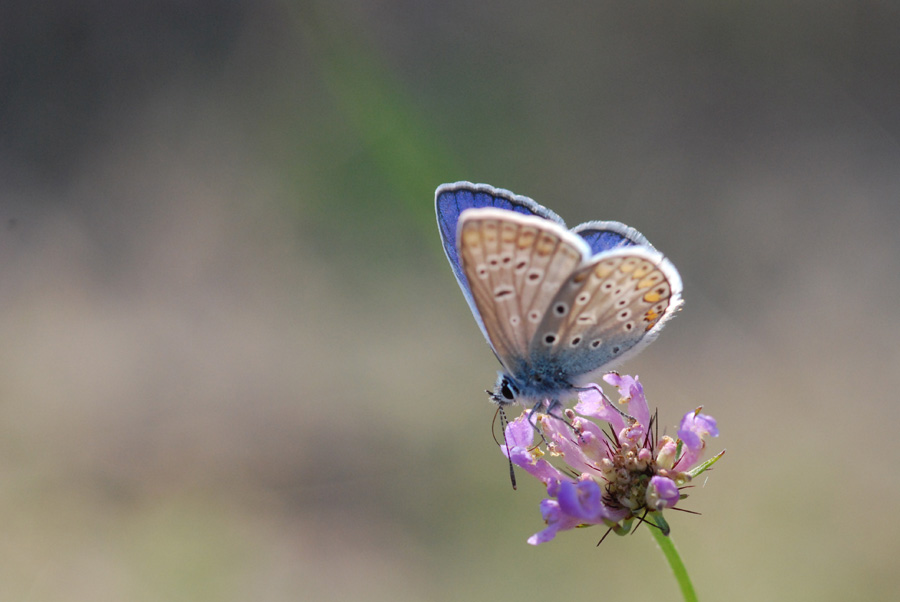 lycenide da identificare